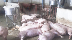 Sét đánh chết cả đàn heo 50 con sắp xuất chuồng, nông dân thiệt hại hàng trăm triệu 