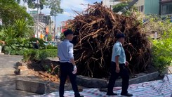 Cổ thụ trong sân nhà đổ chắn ngang đường Đinh Tiên Hoàng, trung tâm TP.HCM ùn ứ