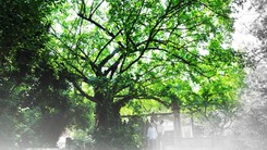 Bí ẩn cánh rừng thiêng 400 năm giữa lòng Đà Nẵng