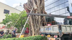 Cây bồ đề ngã ra đường Đinh Tiên Hoàng ở TP.HCM đã được trồng lại