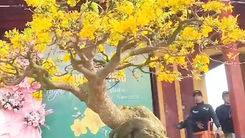 Cận cảnh hàng trăm lão mai vàng tiền tỉ khoe sắc bên sông Hương