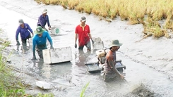 Nông dân Cà Mau phấn khởi thu hoạch tôm càng xanh, nhiều hộ dư dả đón Tết