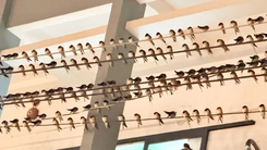 Chim én đậu dày đặc, thải phân gây ô nhiễm nhiều tuyến đường ở Mỹ Tho