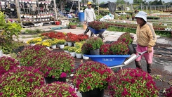 Sa Đéc xuất giàn 1,3 triệu giỏ hoa Tết, cúc mâm xôi vàng hút hàng