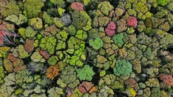 Rừng Măng Đen thay lá rực rỡ như bức tranh