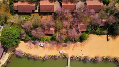 Măng Đen rợp sắc hồng mai anh đào những ngày cận Tết