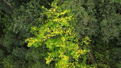 Ngắm quần thể mai vàng trăm năm tuổi nở rực giữa cánh rừng già