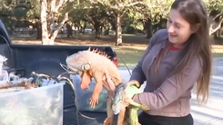Vì sao kỳ nhông 'rụng như mưa' ở Florida?