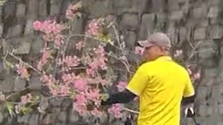 Người chặt cành mai anh đào tại nhà công vụ ở Đà Lạt nói gì khi công an mời làm việc?