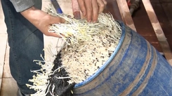 Khởi tố, bắt tạm giam chủ cơ sở dùng 'nước kẹo' ngâm gần 2,8 tấn giá đỗ