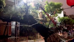 Cây lớn bật gốc sau tiếng nổ, tuyến đường trung tâm Đà Nẵng mất điện