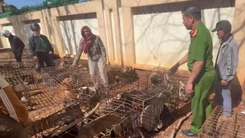 Cận cảnh 70 con chó nghi bị trộm đang nhốt tại một điểm giết mổ