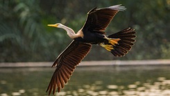 Chim cổ rắn xuất hiện nhiều hơn ở hồ Bán Nguyệt, Phú Mỹ Hưng