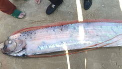 Liên tiếp 2 con cá rồng biển quý hiếm trôi dạt vào Mũi Né