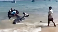 Cá voi hơn 2 tấn dạt vào bờ, người dân đẩy ra biển nhiều lần vẫn quay trở lại