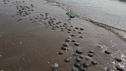 Sâu biển, sứa xuất hiện dày đặc ở Bãi Sau Vũng Tàu