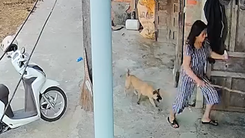 Ngành chức năng xác định con chó cắn 4 người ở Quảng Ngãi là chó dại