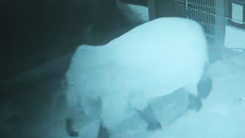 Voi rừng phá rào đi vào khu bán trú, nhà trường báo động học sinh ở yên trong phòng