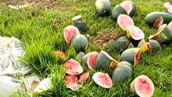 Ruộng dưa hấu sắp thu hoạch của người dân ở Nghệ An bị chặt phá