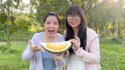 Lý do sầu riêng trồng tại Phú Quốc giá cao, vẫn 'đắt như tôm tươi'