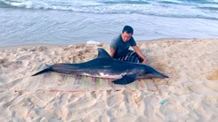 Chôn cất cá heo khoảng 100kg trôi dạt, chết ở biển Đắk Lắk 
