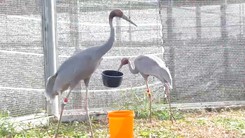 Cận cảnh đàn sếu đầu đỏ đang được chăm sóc nghiêm ngặt tại Vườn quốc gia Tràm Chim