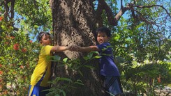 Góc nhìn trưa nay: Vườn xoài di sản hơn 200 năm tuổi: Từ ‘vương phẩm’ tiến cung đến báu vật sống nơi mái chùa cổ Đắk Lắk