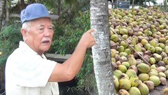 Vì sao giá dừa khô ở miền Tây giảm mạnh, bán một trái chưa đủ mua ly trà đá?