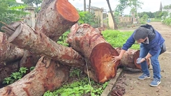 13 cây xanh trong trụ sở xã cũ ở Gia Lai bị cưa hạ bất thường