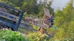 Khởi tố 6 người đưa hơn 250 tấn heo bệnh vào Quảng Trị tiêu thụ