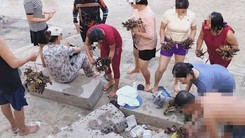 Góc nhìn trưa nay: Hai du khách bẻ hơn 10kg san hô ở biển Hòn Chồng bị phạt 50 triệu đồng