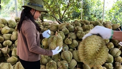 Sầu riêng Ri6 bán xô 25.000 - 30.000 đồng/kg, nhà vườn Lâm Đồng lo mất lãi