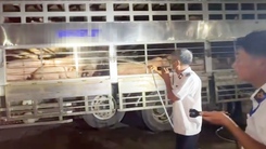 Ngăn chặn hơn 200 con heo dương tính chất cấm đang được đưa vào TP.HCM giết mổ
