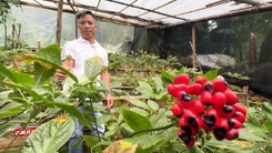Ngắm những vườn sâm Ngọc Linh vào mùa hạt chín đỏ ở Đà Nẵng 