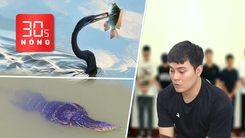 Bản tin 30s nóng: Kỳ đà hoa, chim cổ rắn săn mồi ở Nhà Bè; Bắt 12 người lừa đảo 900 tỉ đồng 