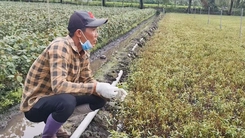 Rau màu của người dân chết bất thường ở Đồng Tháp, chính quyền xã nói gì?