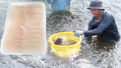 Từ ao nuôi miền Tây, doanh nghiệp Cần Thơ đưa cá rô phi lên bàn sashimi Nhật