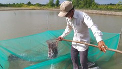 Cá kèo Cà Mau tăng giá mạnh, người nuôi trái vụ lãi đậm