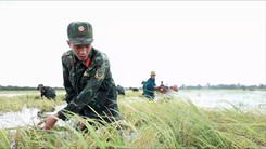 Nước nổi tràn vào ruộng lúa ở Tây Ninh, gần 100 chiến sĩ giúp dân thu hoạch