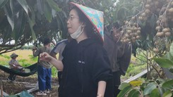 Khi nông nghiệp bắt nhịp du lịch sinh thái miệt vườn