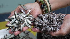 Cá linh đầu mùa mềm, ngọt, béo, người bán chỉ cách phân biệt với cá trôi