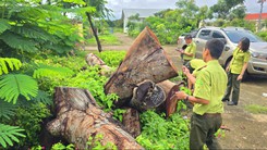 Địa phương nói 'có sai sót hành chính' trong vụ chặt hạ cây xanh, bao gồm 10 cây xà cừ tại trụ sở UBND xã
