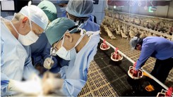 Góc nhìn trưa nay: Mẹ hiến gan cứu con trai mắc ung thư gan; Mô hình nuôi vịt trong nhà lạnh mang lại hiệu quả kinh tế cao