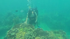 Nghỉ lễ 2-9: Vịnh Nha Trang thu hút khách du lịch với trải nghiệm lặn ngắm san hô, freediving