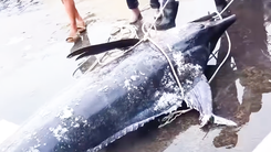 Tàu cá Khánh Hòa đánh bắt được cá cờ kiếm gần 320kg 