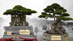 Hai cây bonsai tiền tỉ gây chú ý tại triển lãm sinh vật cảnh Quảng Ngãi
