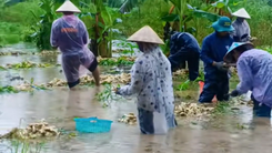 Người dân U Minh Thượng nhổ gừng non chạy ngập, bán 3.000 đồng/kg