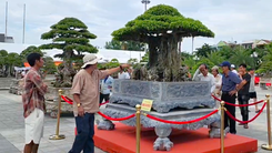 Ngắm hai 'siêu cây' bonsai được chủ nhân định giá 6,3 tỉ và 3,4 tỉ đồng 