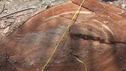 Cán bộ ấp đốn cây cổ thụ giữa ban ngày