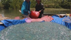 Ngư dân Cam Lâm bội thu sứa biển